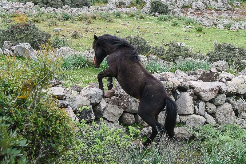 Guides conférenciers SARDAIGNE, VOYAGES CULTURELS, EXCURSIONS GUIDÉES, RANDONNÉES, ATELIER CUISINE, STAGES DE CUISINE, VISITES AVEC GUIDE PROFESSIONNEL, CIRCUITS DE SARDAIGNE, SÉJOUR LINGUISTIQUE D'ITALIEN, ITINERAIRES SUR MESURE