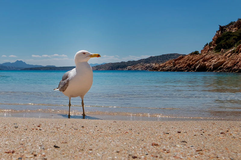 Guides conférenciers SARDAIGNE, VOYAGES CULTURELS, EXCURSIONS GUIDÉES, RANDONNÉES, ATELIER CUISINE, STAGES DE CUISINE, VISITES AVEC GUIDE PROFESSIONNEL, CIRCUITS DE SARDAIGNE, SÉJOUR LINGUISTIQUE D'ITALIEN, ITINERAIRES SUR MESURE