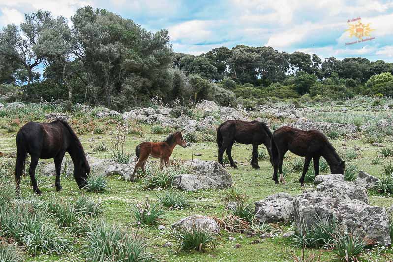 Guides conférenciers SARDAIGNE, VOYAGES CULTURELS, EXCURSIONS GUIDÉES, RANDONNÉES, ATELIER CUISINE, STAGES DE CUISINE, VISITES AVEC GUIDE PROFESSIONNEL, CIRCUITS DE SARDAIGNE, SÉJOUR LINGUISTIQUE D'ITALIEN, ITINERAIRES SUR MESURE