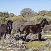 Guides conférenciers SARDAIGNE, VOYAGES CULTURELS, EXCURSIONS GUIDÉES, RANDONNÉES, ATELIER CUISINE, STAGES DE CUISINE, VISITES AVEC GUIDE PROFESSIONNEL, CIRCUITS DE SARDAIGNE, SÉJOUR LINGUISTIQUE D'ITALIEN, ITINERAIRES SUR MESURE