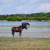 Guides conférenciers SARDAIGNE, VOYAGES CULTURELS, EXCURSIONS GUIDÉES, RANDONNÉES, ATELIER CUISINE, STAGES DE CUISINE, VISITES AVEC GUIDE PROFESSIONNEL, CIRCUITS DE SARDAIGNE, SÉJOUR LINGUISTIQUE D'ITALIEN, ITINERAIRES SUR MESURE