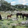 Guides conférenciers SARDAIGNE, VOYAGES CULTURELS, EXCURSIONS GUIDÉES, RANDONNÉES, ATELIER CUISINE, STAGES DE CUISINE, VISITES AVEC GUIDE PROFESSIONNEL, CIRCUITS DE SARDAIGNE, SÉJOUR LINGUISTIQUE D'ITALIEN, ITINERAIRES SUR MESURE