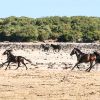 Guides conférenciers SARDAIGNE, VOYAGES CULTURELS, EXCURSIONS GUIDÉES, RANDONNÉES, ATELIER CUISINE, STAGES DE CUISINE, VISITES AVEC GUIDE PROFESSIONNEL, CIRCUITS DE SARDAIGNE, SÉJOUR LINGUISTIQUE D'ITALIEN, ITINERAIRES SUR MESURE